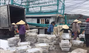 Ngư dân Quỳnh Lưu trúng đậm mẻ cá hố trị giá gần 1,5 tỷ đồng
