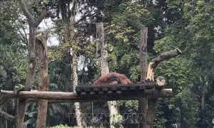 Indonesia: Bảo tồn đa dạng sinh học gắn với cộng đồng và sinh kế