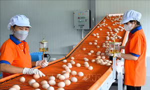 Giá trứng giảm sâu, người chăn nuôi thua lỗ