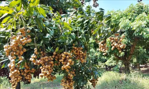 Tiêu thụ nhãn chín muộn khi cung vượt cầu