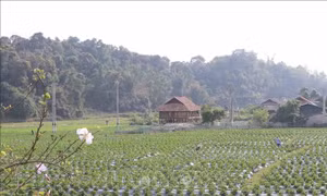 Về Mường Phăng ngắm không gian bản làng của đồng bào Thái