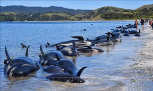 250 cá voi hoa tiêu chết do mắc cạn ở bãi biển New Zealand