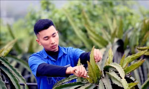 Tháng Thanh niên 2025: Tuổi trẻ Sơn La khát vọng lập thân, lập nghiệp