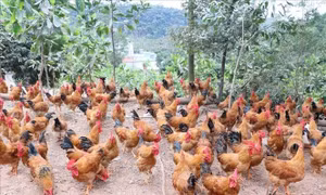 Phát hiện sớm, không để cúm gia cầm lây lan trên diện rộng