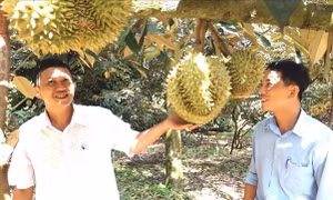 Sầu riêng chín sớm được mùa, trúng giá 