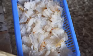 Thu nhập hàng trăm triệu đồng từ nghề khai thác, chế biến sứa