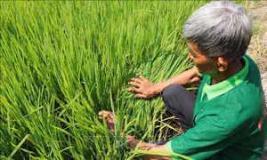 Nông dân dễ gặp rủi ro khi sử dụng giống lúa Thiên Đàng
