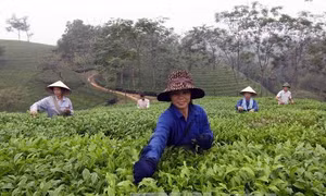 Đưa chè trở thành cây mũi nhọn trong sản xuất nông nghiệp trọng điểm