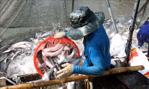 Giá cá tra tăng cao, người nuôi lãi 3.000 - 4.000 đồng/kg