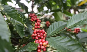 Giới khoa học chạy đua cứu cà phê khỏi nguy cơ tuyệt chủng
