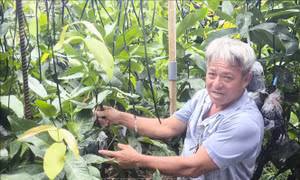 Cây giống tăng giá, hút hàng mùa chính vụ