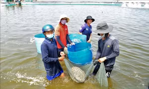 Hiệu quả từ nghề nuôi đặc sản 'hot' trên thị trường