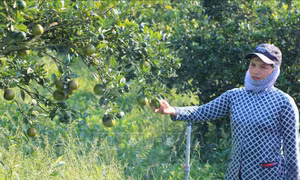Vị đắng quýt đường