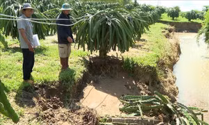 Bão số 13 và hoàn lưu gây thiệt hại hơn 11.200 ha lúa, hoa màu và các cây trồng khác