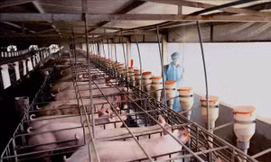 Tập trung phòng, chống bệnh dịch tả lợn châu Phi tái phát, lây lan