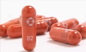 Nghiên cứu sâu về thuốc kháng virus molnupiravir trong điều trị COVID-19