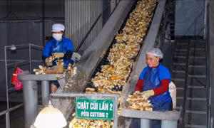 Tìm hướng phát triển bền vững ngành chế biến tinh bột sắn