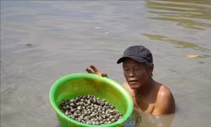 Sản lượng sò huyết nuôi dưới tán rừng phòng hộ giảm mạnh