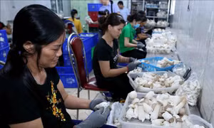 Tạo tiền đề phát triển nghề nông thôn ở Vĩnh Phúc