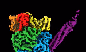 Mô hình 3D cấu trúc nguyên tử của nhóm virus gây bệnh truyền nhiễm 