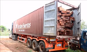 Phát hiện vụ vận chuyển gỗ trái phép quy mô lớn tại Chư Sê, Gia Lai