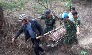 Sớm chấm dứt nhập lậu lợn vào Việt Nam