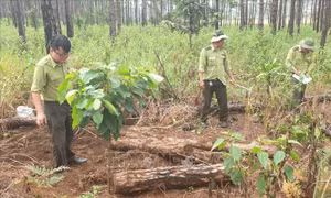 Phát hiện hàng trăm khúc thông bị chôn vùi ở Lâm Đồng