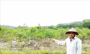 Điều tra vụ chặt phá 5,8 ha rừng trồng tại Khu rừng Văn hóa - Lịch sử Chàng Riệc
