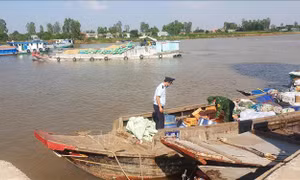 Khởi tố vụ án vận chuyển trái phép cá ngựa khô và bong bóng cá khô qua biên giới