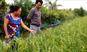 Nước mặn bủa vây Đồng bằng sông Cửu Long - Bài 2: Linh hoạt các phương án sản xuất