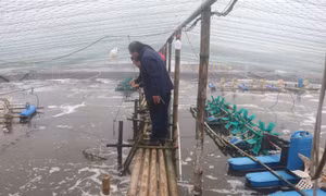 Hợp tác Việt-Bỉ phát triển nuôi tôm sạch tại Kim Sơn