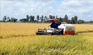Nông dân được mùa lúa nhờ né hạn mặn