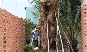 Tìm thấy cây giáng hương cổ thụ bị đào trộm trong rừng phòng hộ Dầu Tiếng
