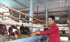 Hướng đi mới trong tái cơ cấu chăn nuôi ở Vĩnh Long 