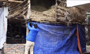 Phòng chống rét cho đàn vật nuôi