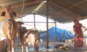 Hoàn thiện khuôn khổ pháp lý về tổ chức, hoạt động của Quỹ Hỗ trợ nông dân
