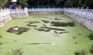 Hai cháu nhỏ bị đuối nước thương tâm dưới ao