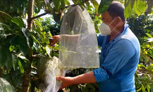 Nhãn hiệu 'Mãng cầu Thới Hưng' được bảo hộ