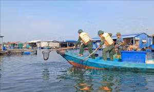 TP. Hồ Chí Minh hỗ trợ người dân thu gom cá chết trên sông Chà Và