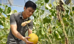 Trồng dưa Kim Hoàng hậu an toàn cho hiệu quả kinh tế cao