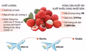 Gần 10 tấn vải thiều Bắc Giang sang Nhật Bản bằng đường hàng không