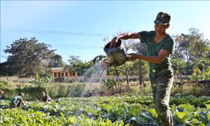 Mướt xanh vườn rau của bộ đội Biên phòng Gia Lai 