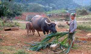 Xã nghèo Tuyên Quang khởi sắc nhờ nguồn vốn Chương trình 135