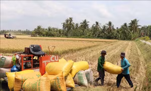 Thị trường nông sản: Giá lúa, gạo giảm nhẹ