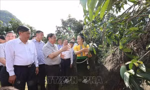 Thủ tướng thăm mô hình sản xuất nông nghiệp tiêu biểu tại Sơn La
