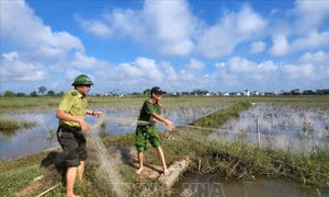 Ngăn chặn, xử lý nạn săn bắt, bẫy chim di cư, chim hoang dã  