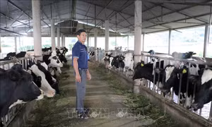 Chưa xác định được nguyên nhân gây bệnh tiêu chảy trên đàn bò sữa