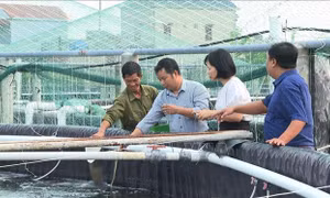 Ứng dụng công nghệ cao phát triển nghề nuôi tôm
