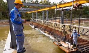 Giải quyết dứt điểm nạn vứt xác động vật trên kênh dẫn nước đến hồ Dầu Tiếng