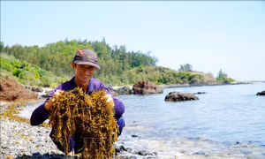 Quảng Ngãi ngăn chặn nạn khai thác rong mơ trái vụ